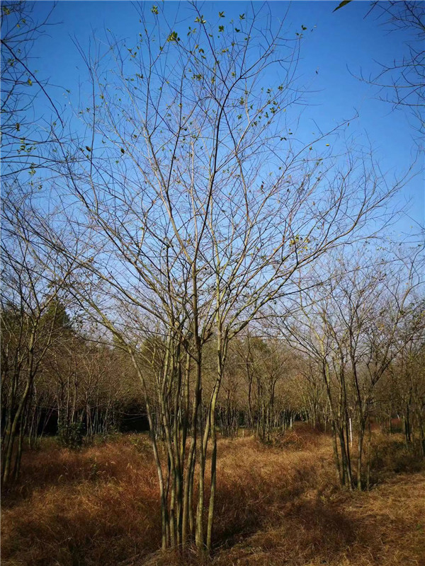广西杨梅树种植基地-桂花树/国槐-红枫树种植基地-广西全州建华林苗木